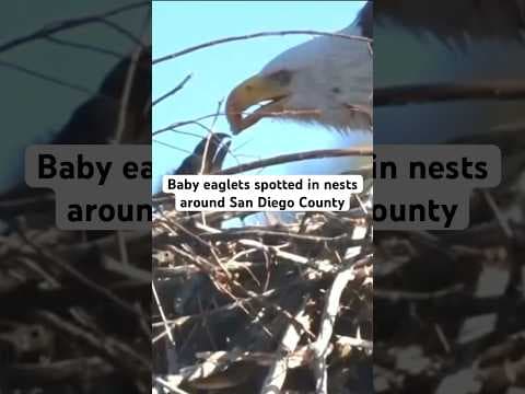 Baby eaglets spotted in nests around San Diego County. #animals #news #eagles