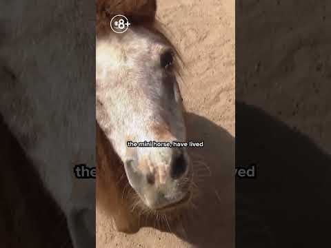 Ramona Sanctuary Provides Haven for Unwanted Farm Animals