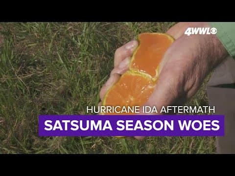 Louisiana's Satsuma growers still recovering from Hurricane Ida