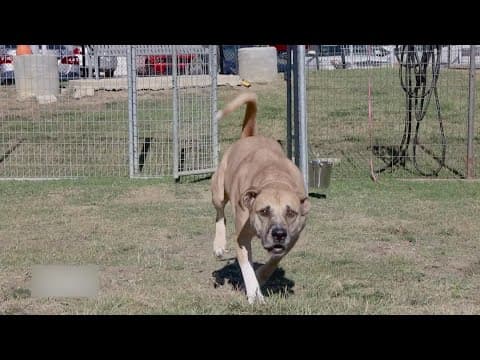 Tailwaggers: Meet Toby