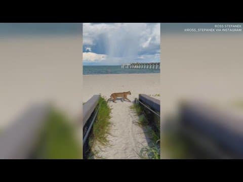 VIDEO: Bobcat surprises man on beach near Venice Fishing Pier