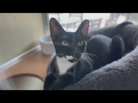 Rancho Coastal Humane Society seeks forever homes for pets in Encinitas