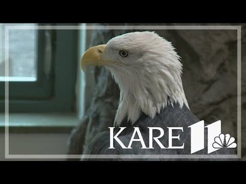Bald eagle set to officially soar as national bird, thanks to Minnesotan's effort