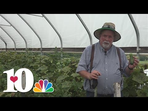 Neal Denton shares important advice on cucumber care for the summer