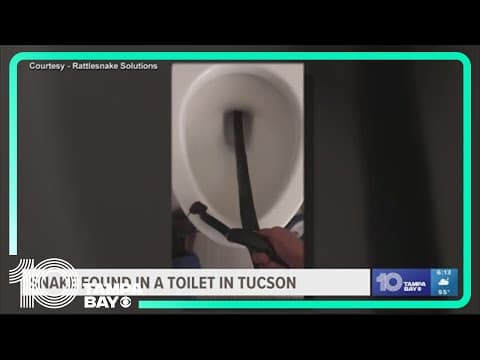 Florida couple finds green iguana in their toilet