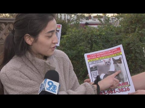 DC woman says she hopes to find 3 cats stolen with her car