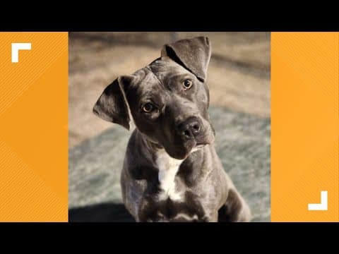 Pets of the Week: 12-2-2023