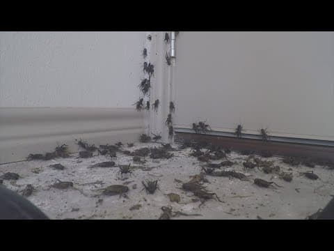 Why are crickets taking over Central Texas?