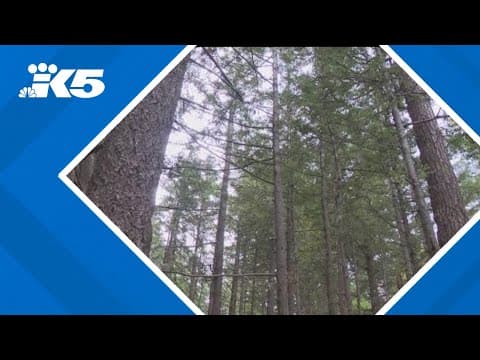 Skamania Co. fears timber revenue loss