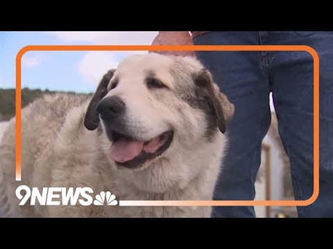 Dog rescues Arizona toddler who wandered 7 miles