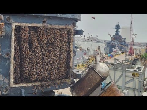 Two honeybee hives removed from Battleship Texas