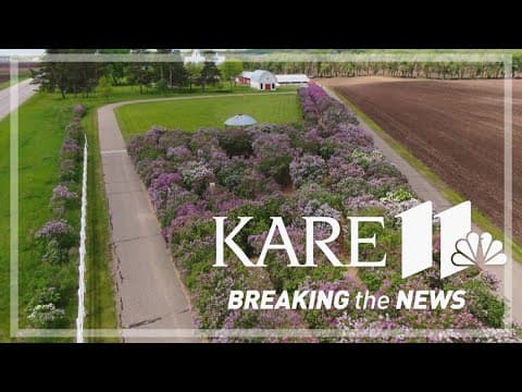 Purple Maze: 'Lilac labyrinth' opens to public for third year
