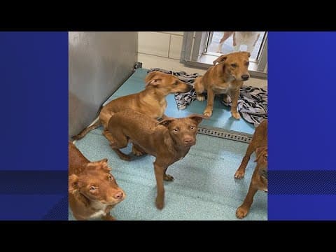 More than 80 dogs seized in Pearland after several allegedly found left outside with no shade, water