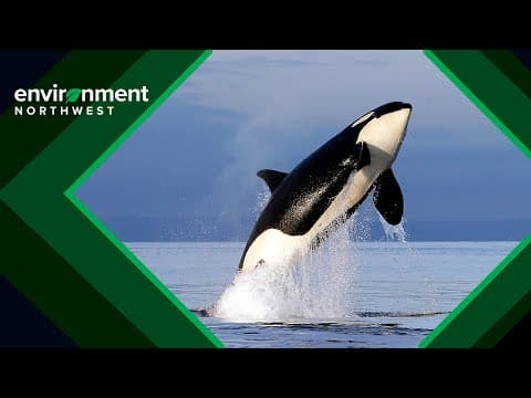 Nighttime orca detection sees breakthrough with new camera