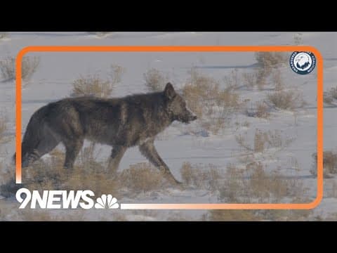 Preview: New documentary celebrates Colorado's wolf reintroduction