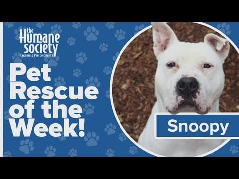 Pet Rescue of the Week: Snoopy