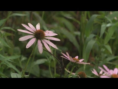 UT Arboretum Society hosts spring plant sale