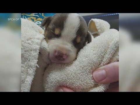Texas authorities find crate of puppies without food or water