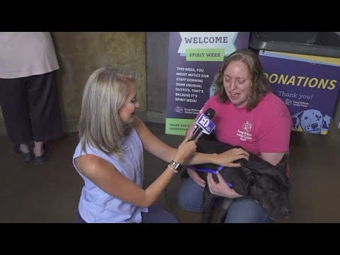 What  to do if your pet runs away Fourth of July weekend