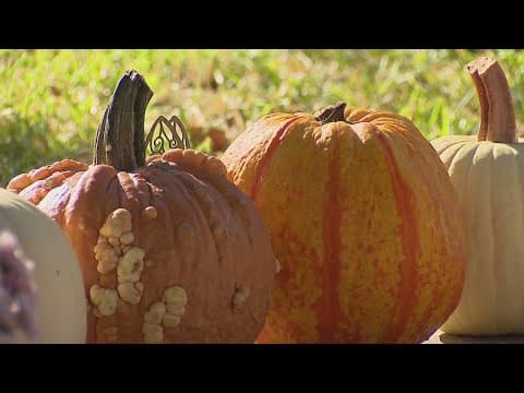 Here are some tips for having a longer-lasting pumpkin for Halloween