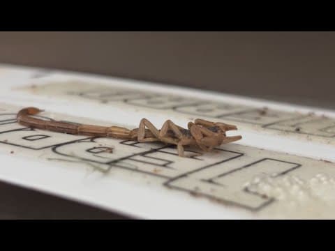 Texas woman battles scorpion surge inside her home