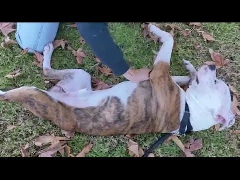 Change a Pets Life Day with the San Diego Humane Society