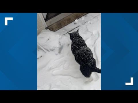 Cat was not having the Houston snow day