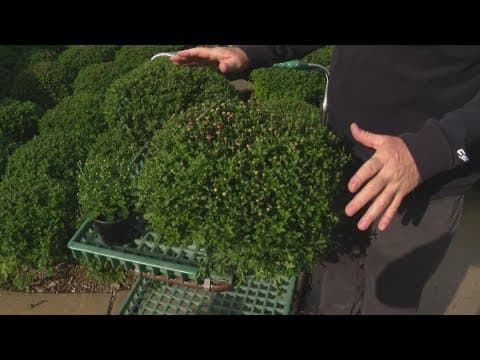 Pat Sullivan's tips for taking care of mums