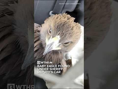Baby eagle found under a deputy's car in Arizona