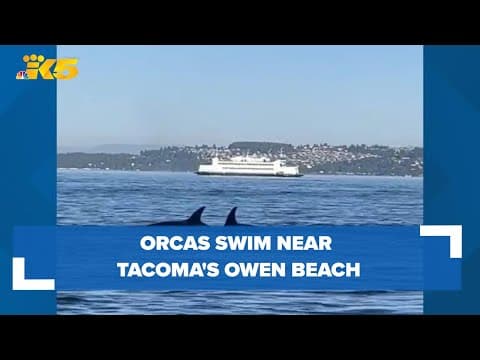 Orcas swim near Owen Beach in Tacoma