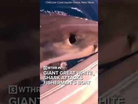 Giant great white shark attacks fisherman’s boat | Via CNN