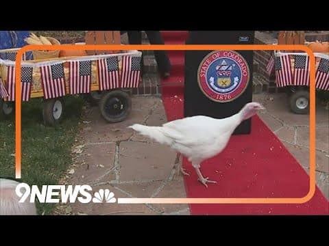 Colorado's Governor Polis holds state's first turkey pardon