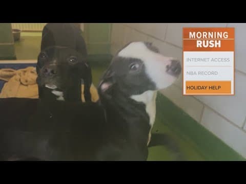 Dallas Animal Shelter asks for volunteers to help calm canines during the Fourth of July