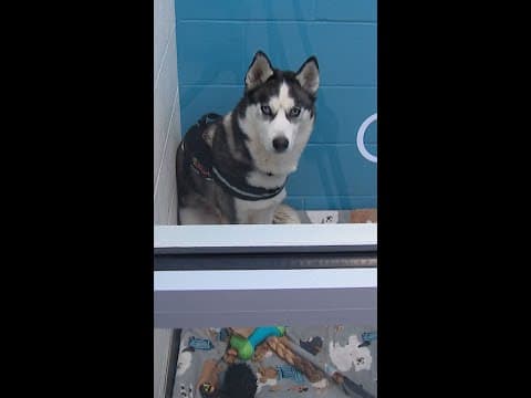 Columbus Humane reports limited space for animals amid rising pet abandonment cases #shorts