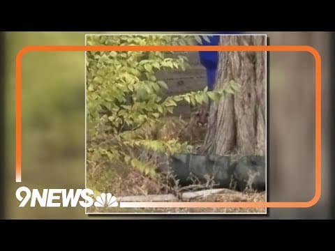 Mountain lion fatally shot by Greeley officer