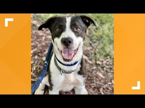 Pets of the Week: 8-31-2024