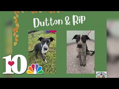 4 dogs on SOS list at McMinn Regional Humane Society