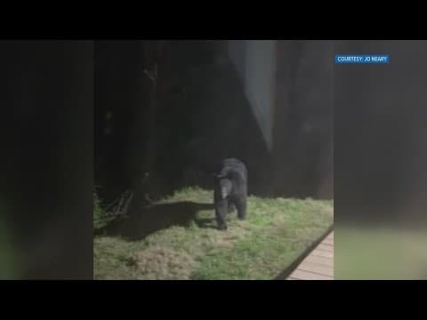 Here are some 911 calls of bear sightings in East Tennessee