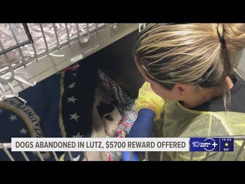 'Horrific': 3 dogs rescued after they were found abandoned in the woods