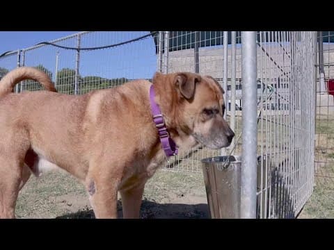 Tailwaggers: Meet Cheeks