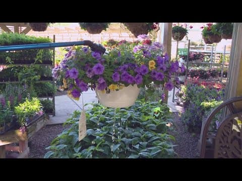 Pat Sullivan's tips for Mother's Day flowers