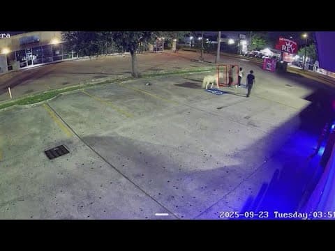 Disabled pony brought back home after he was stolen by a group of men