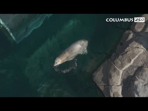 Columbus Zoo and Aquarium details how they're helping animals beat the heat