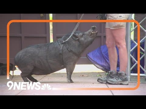 How the Denver Zoo trains wild animals