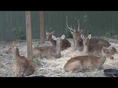 Audubon Zoo prepares for winter storm