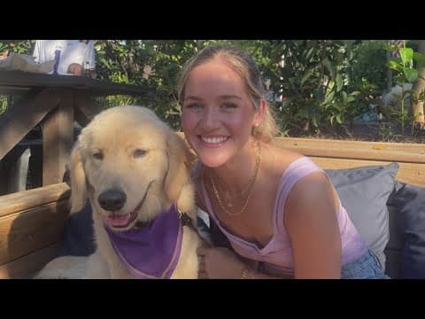 Golden retriever missing from New Orleans car crash Mav found in Florida