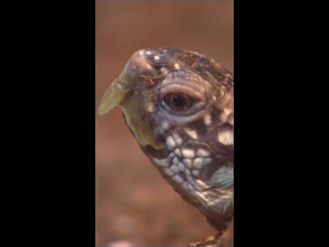 The Reptile Zoo in Monroe will stay open