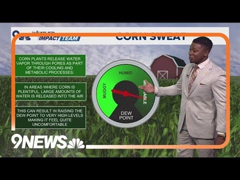 Corn sweat causing more humidity