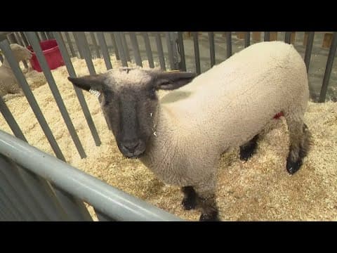 Houston rodeo tickets: How to protect your purchase