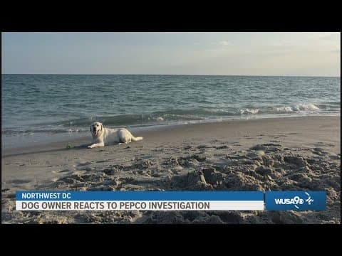 Dog owner seeks change after his Labrador Retriever was electrocuted on a DC sidewalk